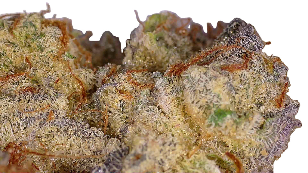 Sundae Driver Hydroponic