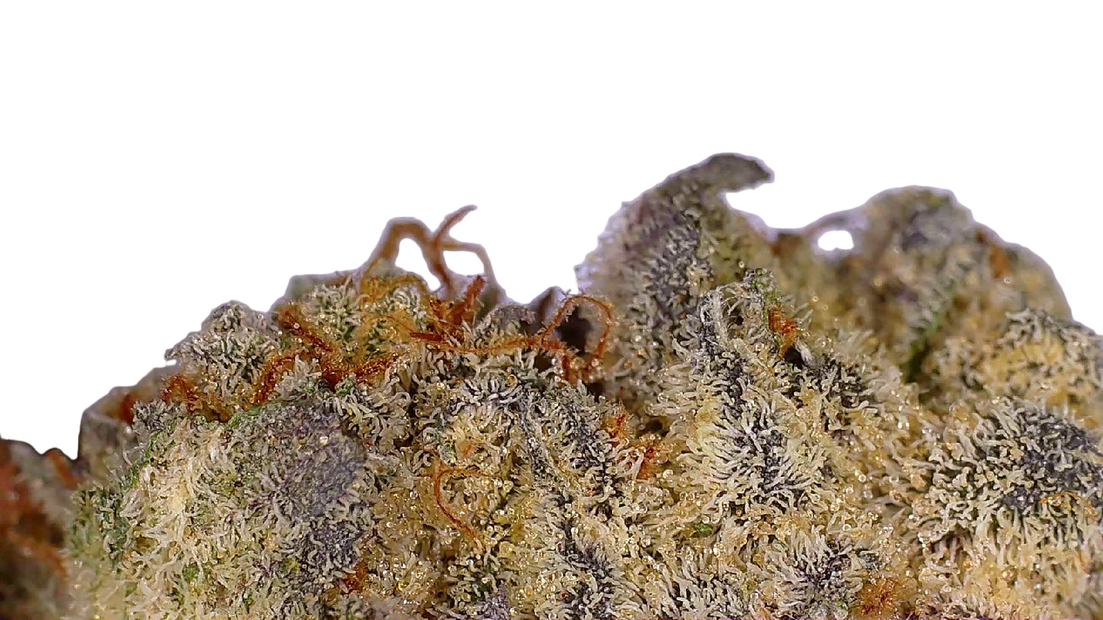 Sundae Driver Hydroponic